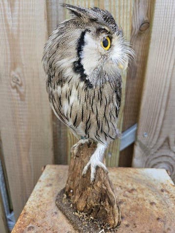 Witgezicht uiltje Taxidermie volledige montage - Ptilopsis, Verzamelen, Dierenverzamelingen, Nieuw