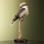 Kookaburra Taxidermie Opgezette Dieren By Max, Ophalen of Verzenden, Opgezet dier