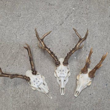 Chevreuil Crâne avec bois de cerf - Capreolus pygargus /