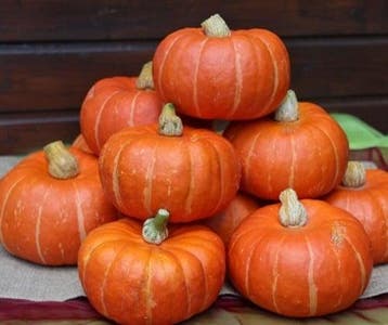 Marmito F1 Kabocha Buttercup kleinverpakking, Nieuw