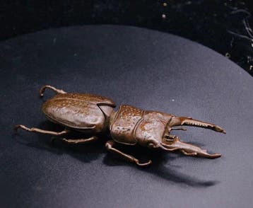 Decoratief ornament - Japanese Stag Beetle (Lucanus