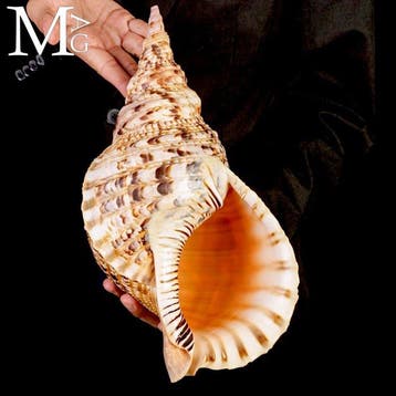 Charonia tritonis – Grote Triton – 364 mm Charonia tritonis, Collections