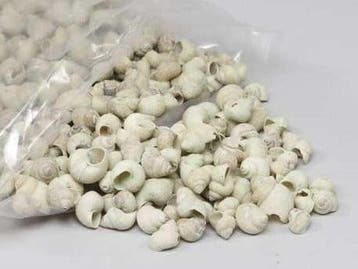 Umachi Schelpen Groen Washed 1 kilo, Nieuw