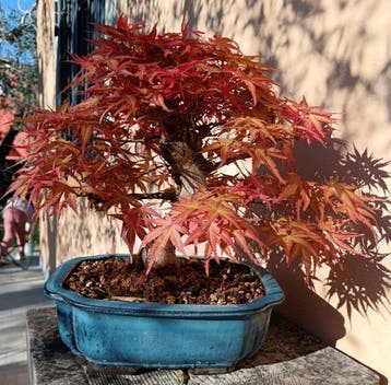 Japanese maple bonsai (Acer palmatum) - Hoogte (boom): 30 cm