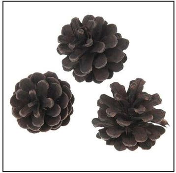 Oostenrijker dennenappel Pinus Nigra BLACKwash 6 stuks, Nieuw