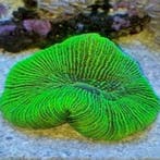Trachyphyllia Ultra Green XL (Ong. 9-10 cm), Dieren en Toebehoren, Knaagdieren en Konijnen | Toebehoren, Verzenden, Nieuw