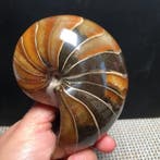 Nautilus - Gefossiliseerd dier - Cymatoceras sp. - 10 cm - 7