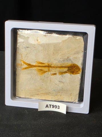 Vis - Gefossiliseerd dier - Lycoptera - 11 cm (Zonder