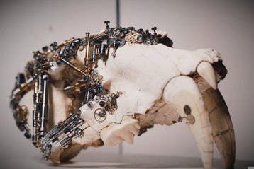 Geen reserveprijs - Gefossiliseerd dier - Machairodus - 28