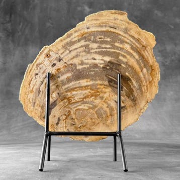 Magnifique tranche de bois pétrifié sur un socle