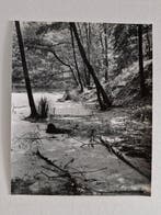 Feyfar Zdenko - Swamp