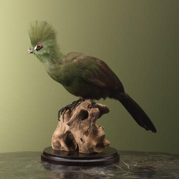 Toerako Taxidermie volledige montage - Tauraco persa buffoni