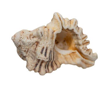 Spectaculaire reus uit de Indische Oceaan: Hexaplex, Nieuw