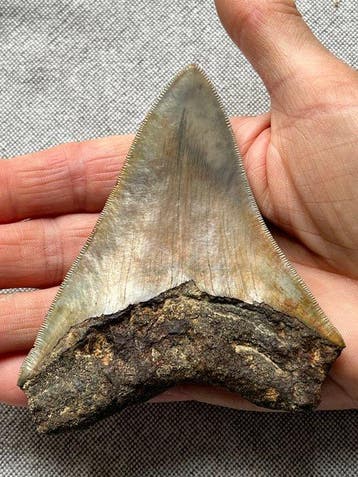Megalodon-tand 10,7 cm - Fossiele tand - Carcharocles