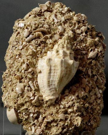 Uitzonderlijke fossiele schelp - Grote maat - Op originele, Verzamelen, Mineralen en Fossielen