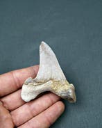 Requin rare de Sokolovi, très denté, Ancêtre Mégalodon XXL -