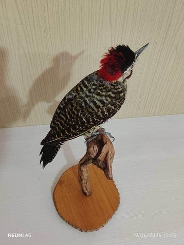 timmerman echt groen Taxidermie volledige montage - Colaptes