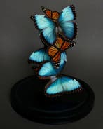 Papillon Support de corps entier pour taxidermie - Morpho