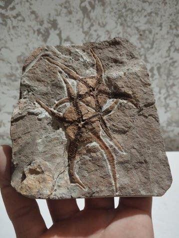 Zeester - Gefossiliseerd dier - 13.5 cm - 11 cm, Verzamelen