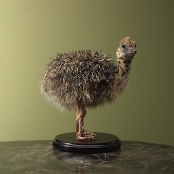 Struisvogel Kuiken Taxidermie Opgezette Dieren By Max, Ophalen of Verzenden, Nieuw, Vogel, Opgezet dier