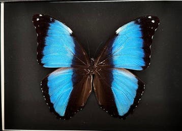 Vlinder Taxidermie volledige montage - Morpho Achilles du