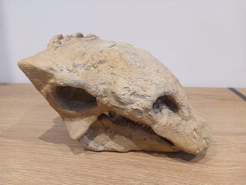 Schedel van Gastonia en osteoderm van Ankylosaurus REPLICA -