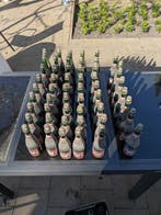 Boon - Oude Kriek Boon à lAncienne - 37,5cl - 53 flessen, Nieuw