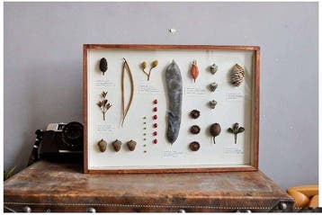 Gemengde botanische monsters Taxidermie volledige montage -