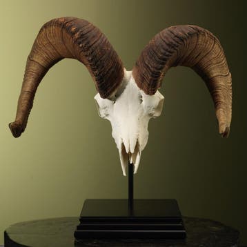 Dalls Schaap Schedel Taxidermie Opgezette Dieren By Max, Verzamelen, Ophalen of Verzenden, Nieuw, Wild dier, Opgezet dier