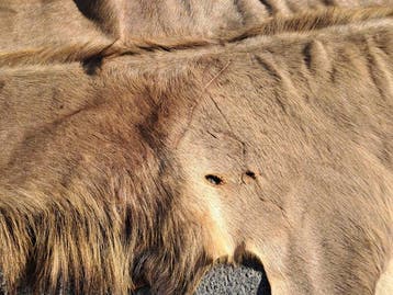 Grote koedoe Balg - Tragelaphus strepsiceros - 0 cm - 145 cm