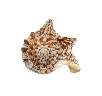 Verzamelingsslak Strombius raninus / Taxidermie volledige, Antiquités & Art
