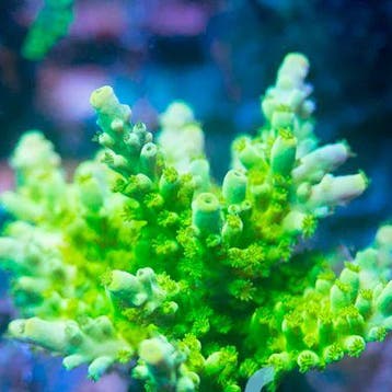 Acropora Green/Yellow Tort Frag (Ong. 2-3 cm)