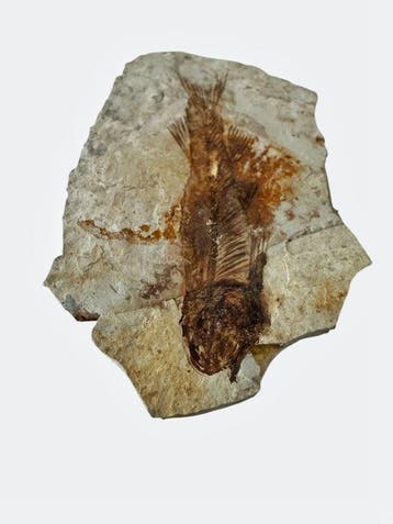 Poisson - Animal fossilisé - Fossil Fish from China