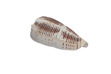 Reus van zijn soort: Conus magus (75 mm) uit de Filipijnen, Nieuw