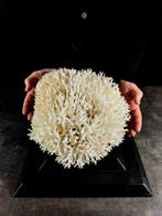 enorme vogelnestkoraal Taxidermie volledige montage -, Nieuw