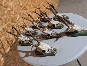 Chevreuil Support mural pour taxidermie - Capreolus