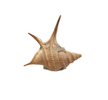 Fascinatie voor de natuur: Exquis verzamelaarshuis van een, Nieuw