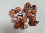 Rufogaster Landsnail Schelpen 15 stuks, Nieuw