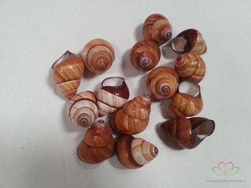 Rufogaster Landsnail Schelpen 15 stuks, Hobby en Vrije tijd, Knutselen, Nieuw