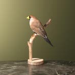 Maskeramadine Taxidermie Opgezette Dieren By Max, Ophalen of Verzenden, Nieuw, Vogel, Opgezet dier