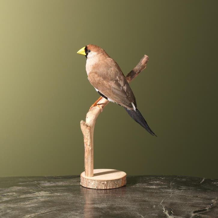 Maskeramadine Taxidermie Opgezette Dieren By Max, Collections, Collections Animaux, Enlèvement ou Envoi
