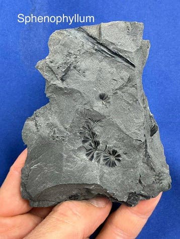 6 magnifiques fossiles végétaux carbonifères de haute, Collections
