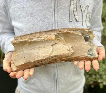 Wolharige mammoet - Gefossiliseerde kaak - Mammuthus, Verzamelen