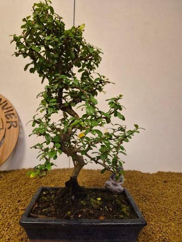 Fukien theeboom bonsai (Carmona retusa) - Hoogte (boom): 45