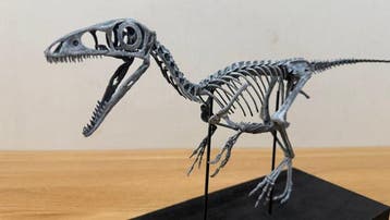 Dinosaurus Volledig skelet met schedel - Tyrannosaurus rex -