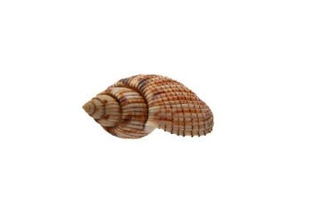 Lyria kurodai 112 mm GIGANTISCHE MAAT - GEM-kwaliteit - Nha
