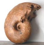 Grote ammoniet van 29 cm met zijn sutuurlijnen -, Verzamelen, Mineralen en Fossielen