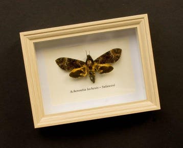 papillon sphinx tête-de-mort Support de corps entier pour, Antiek en Kunst