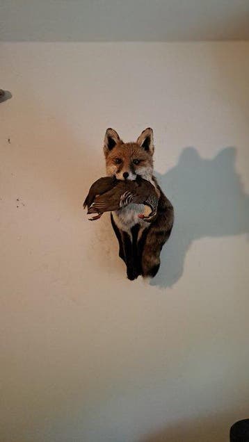 Rode vos Taxidermie volledige montage - Fox shoulder mount
