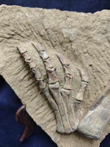 Fossiel bot - Psittacosaurus Hindlimb & Pes Fossil - 26 cm